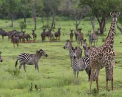 Overall it is the best tourist spot where the tour Overall it is the best tourist spot where the tourist can know about the wildlife but they must take care not to destroy wildlife and help to conserve